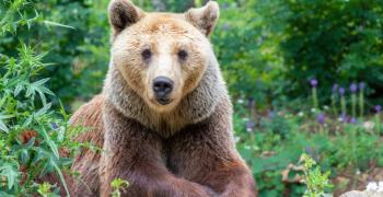 Една от деветте мечки в старозагорския зоопарк заспа зимен сън