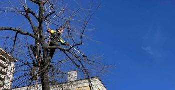 Продължават дейностите по обработката на опасни дървета в Стара Загора