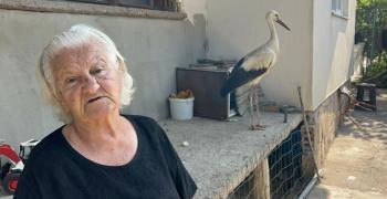 92-годишната баба Мария от село Овощник спаси щъркел, паднал от гнездо