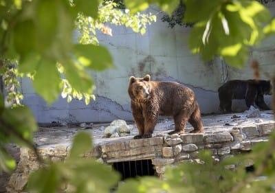 14 декември е Ден на ветеринарите