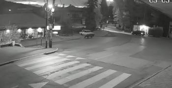 Мечка бяга по улиците на Владая