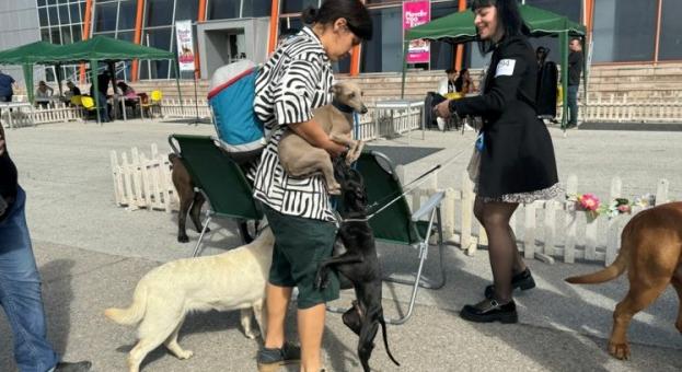 Световни топ кучета на изложба в Пловдив