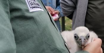 Върнаха при родителите му в Зоопарка в Стара Загора и второто новоизлюпено лешоядче