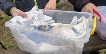 Новоизлюпеното белоглаво лешоядче се върна при своите родители в Зоопарк Стара Загора