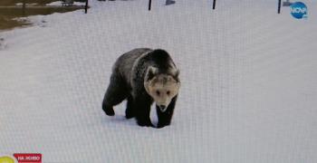 Без зимен сън за някои от мечките в Белица