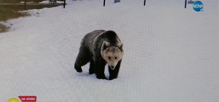 Без зимен сън за някои от мечките в Белица