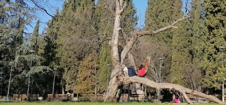 Що за вредител е гъсеницата на боровата процесионка и опасна ли е за хората и животните?