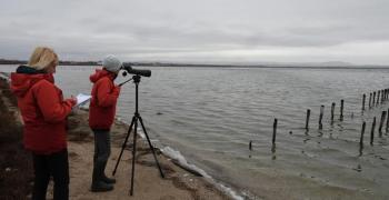 Броят зимуващите в страната водолюбиви птици