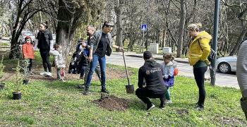 Засадиха 120 дръвчета на Аязмото