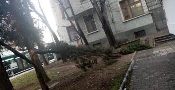 Счупени клони в Стара Загора след вятъра и дъжда