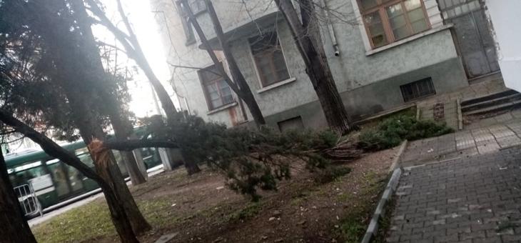 Счупени клони в Стара Загора след вятъра и дъжда