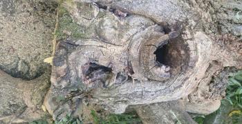 Ремонтът на Градската градина на Стара Загора върви в срок