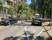 В Русе дърво падна върху два автомобила