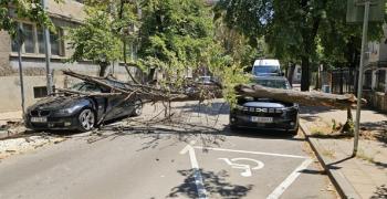 В Русе дърво падна върху два автомобила