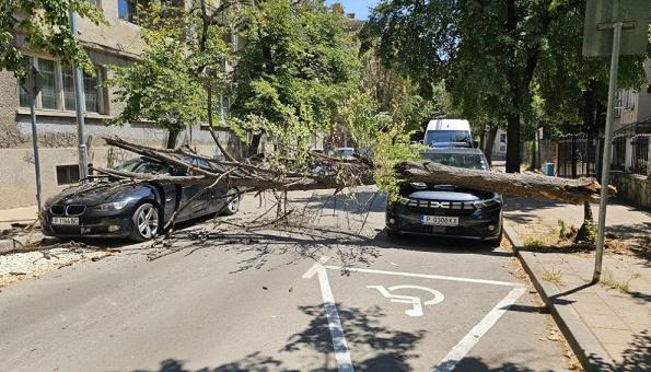 В Русе дърво падна върху два автомобила