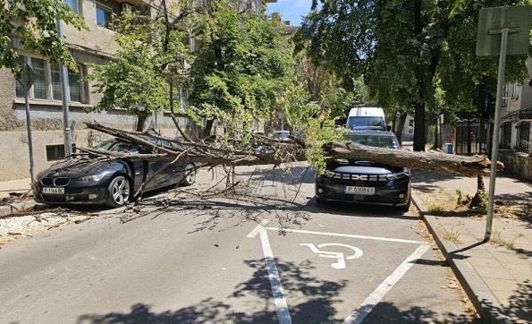 В Русе дърво падна върху два автомобила
