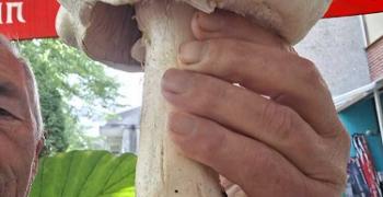 Намериха гъба гигант край омуртагско село