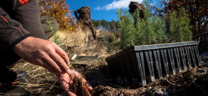 Община Стара Загора спечели конкурс на Нестле България с проект за залесяване на 65 дка от опожарените терени в местността „Седми километър“