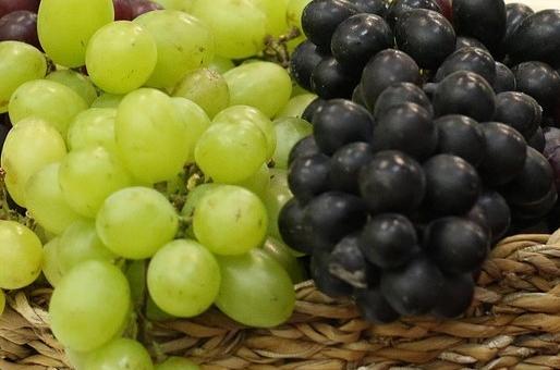Празник на гроздето ще се състои в старозагорското село Елхово