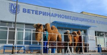 Уникална операция на камила извършиха ветеринарни хирурзи от Тракийски университет