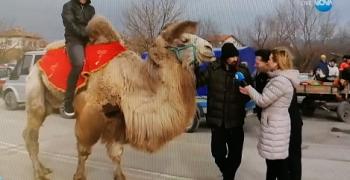 На 14 февруари: С камила на село