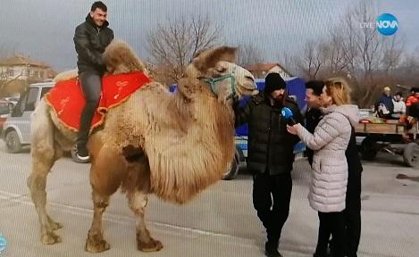 На 14 февруари: С камила на село