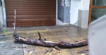 Граждани сигнализират за опасно дърво