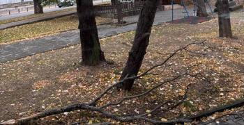 В Стара Загора има сигнали за паднали клони и дървета заради силния вятър