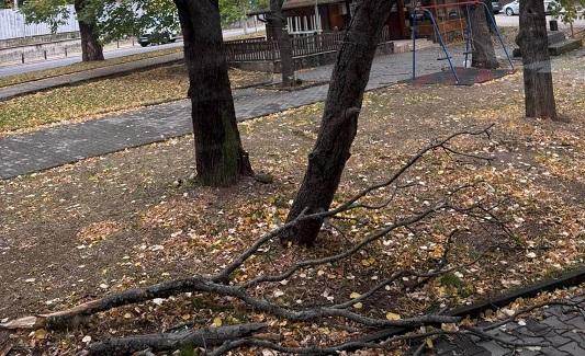 В Стара Загора има сигнали за паднали клони и дървета заради силния вятър