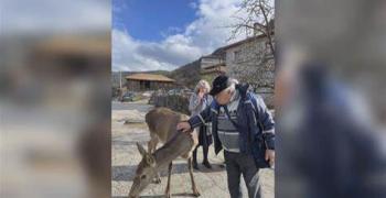 Кошута, която яде вафли в родопско село, стана хит в социалните мрежи