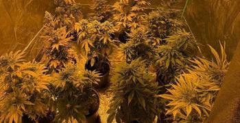 Палатки с коноп откриха казанлъшки криминалисти