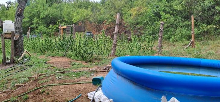 В Казанлък криминалисти иззеха над 500 растения от рода на конопа