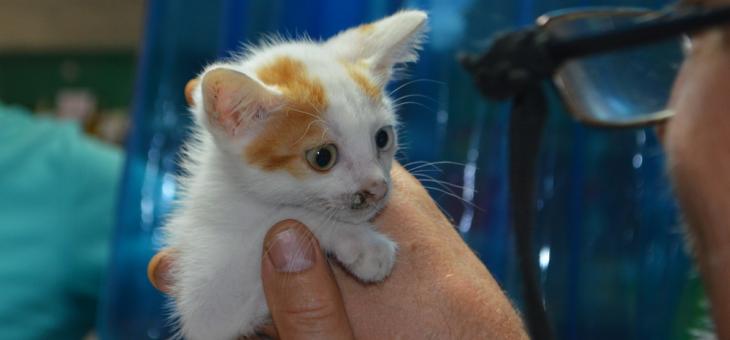 От Българския ветеринарен съюз алармират за изоставени животни пред ветеринарните клиники