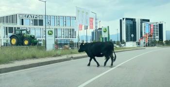 (НЕ)обичайна гледка край летище София