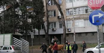 Санкции заради крави, избягали от животновъден обект в Стара Загора и поели на разходка в града