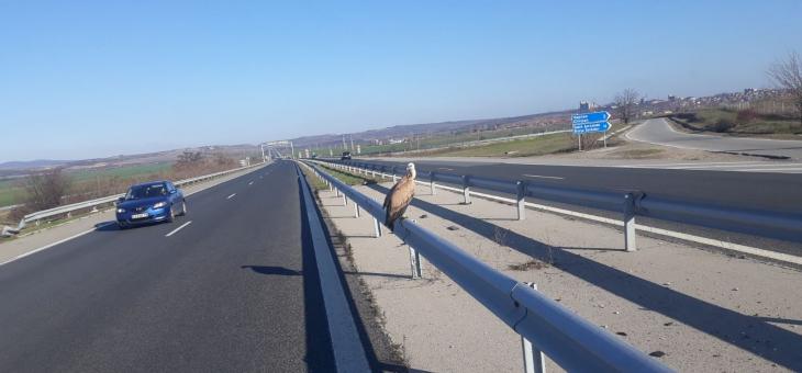 Първа за годината акция на Спасителния център за диви животни в Стара Загора