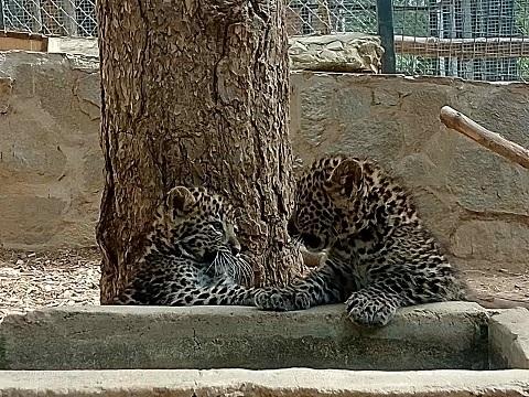 Близнаци леопардчета са най-новите обитатели на Зоопарк Стара Загора