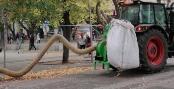 Изследване: Окапалите листа могат да са вредни за здравето
