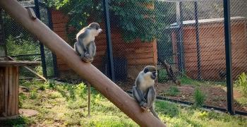 Откриват обновения зоопарк в Стара Загора на 24 юни
