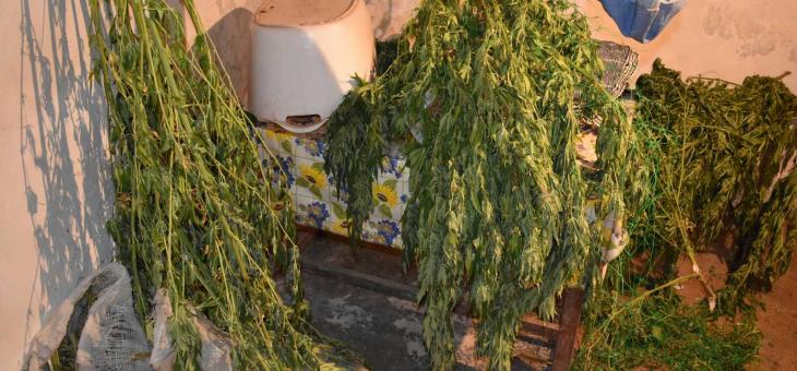 Задържаха шестима мъже заради марихуана