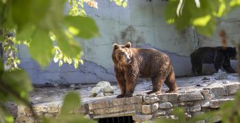 Старозагорският зоопарк ще съдейства на проект за изследване върху поведението на кафявите мечки