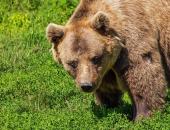 В Борино: Създават първата у нас общност за мирно съжителство с мечки