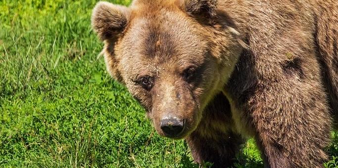 В Борино: Създават първата у нас общност за мирно съжителство с мечки