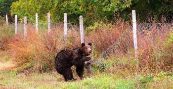 Мечка се разходи в габровско село