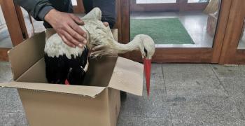 Спасиха измръзнал щъркел