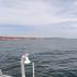 МОСВ: Няма данни за активно нефтено замърсяване на морската вода