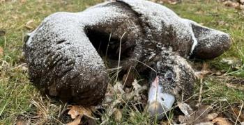 Полицията в Карлово задържа 36-годишен мъж за отравянето на 8 лешояда в Стара планина