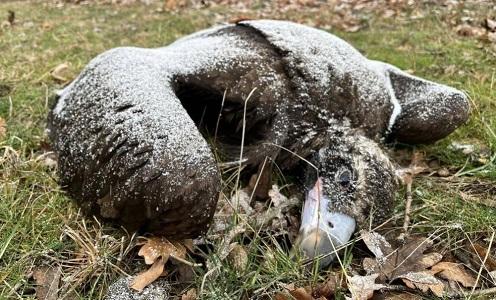 Полицията в Карлово задържа 36-годишен мъж за отравянето на 8 лешояда в Стара планина