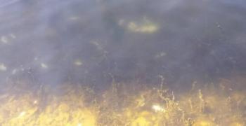 Провериха сигналите за мъртва риба в река Сазлийка