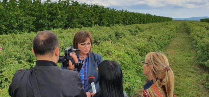 Корнелия Нинова: Нужна е безвъзмездна помощ за розопроизводителите 